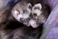 Ferrets: Mocha + Bean Royalty Free Stock Photo