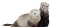 Ferrets, 8 months old, in front of white background Royalty Free Stock Photo