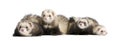 Ferrets in a row - Mustela putorius furo Royalty Free Stock Photo