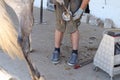 Ferrier changes a horse`s iron and plants nails in the hoof Royalty Free Stock Photo