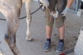 Ferrier changes a horse`s iron and plants nails in the hoof Royalty Free Stock Photo