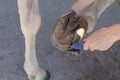 Ferrier changes a horse`s iron and plants nails in the hoof Royalty Free Stock Photo