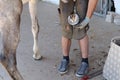 Ferrier changes a horse`s iron and plants nails in the hoof Royalty Free Stock Photo