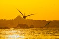 Ferries, seagulls and Suleymaniye Mosque in Istanbul Royalty Free Stock Photo