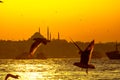 Ferries, seagulls and Suleymaniye Mosque in Istanbul Royalty Free Stock Photo