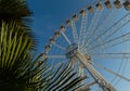 Ferris Wheel with Clean Sky and palm tree leaves Royalty Free Stock Photo