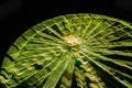 Ferris wheel in motion at the amusement park, night illumination. Long exposure Royalty Free Stock Photo