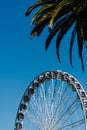 Ferris wheel and a palm tree against the blue sky Royalty Free Stock Photo