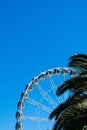 Ferris wheel and a palm tree against the blue sky in San Francisco Royalty Free Stock Photo