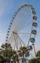 Ferris wheel, palm trees and blue skies. Royalty Free Stock Photo