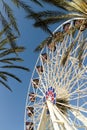 Ferris Wheel And Palm Trees Royalty Free Stock Photo