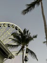 Ferris wheel in the park at the Downtown Miami at sunset Royalty Free Stock Photo