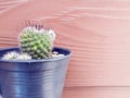the thick cactus Royalty Free Stock Photo