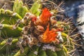 Ferrocactus Pringlei Barrel Cactus Botanical Garden Tucson Arizona Royalty Free Stock Photo