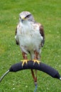 Ferruginous Buzzard Royalty Free Stock Photo