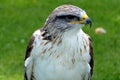 Ferruginous Buzzard