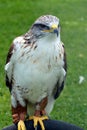 Ferruginous Buzzard Royalty Free Stock Photo