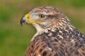 Ferruginous buzzard, Buteo regalis Royalty Free Stock Photo