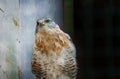 A Ferruginous Buzzard Buteo regalis Royalty Free Stock Photo