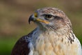 Ferruginous buzzard, Buteo regalis Royalty Free Stock Photo