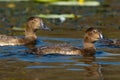 Ferruginous Duck (Aythya nyroca)