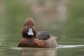 Ferruginous Duck - Aythya nyroca