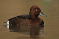 Ferruginous Duck , Aythya nyroca