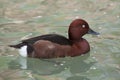 Ferruginous duck Aythya nyroca Royalty Free Stock Photo