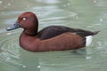 Ferruginous duck Aythya nyroca