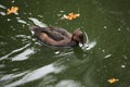 Ferruginous duck (Aythya nyroca).