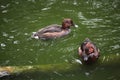 Ferruginous duck (Aythya nyroca).