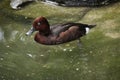 Ferruginous duck (Aythya nyroca).