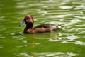 Ferruginous Duck Aythya nyroca in the green water Royalty Free Stock Photo