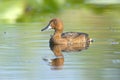 Ferruginous Duck (Aythya nyroca)