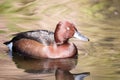 Ferruginous Duck, Aythya nyroca, male clothing in spring Royalty Free Stock Photo