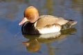 Ferruginous Duck, Aythya nyroca, male clothing in spring Royalty Free Stock Photo