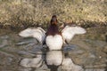 Ferruginous Duck , Aythya nyroca Royalty Free Stock Photo