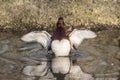 Ferruginous Duck , Aythya nyroca