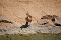 The Ferruginous Duck - Aythya nyroca - a ferruginous Pochard near Small Lake