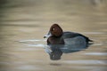 Ferruginous duck, Aythya nyroca, Royalty Free Stock Photo