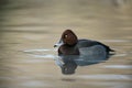 Ferruginous duck, Aythya nyroca,