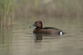 Ferruginous duck, Aythya nyroca