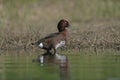 Ferruginous duck, Aythya nyroca