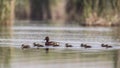 Ferruginous Duck with Baby Ducks