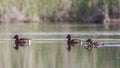 Ferruginous Duck Couple with Babies