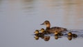 Ferruginous Duck