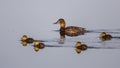 Ferruginous Duck