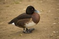 Ferruginous duck, ferruginous pochard, common white-eye, white-eyed pochard Aythya nyroca.