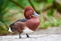 Ferruginous duck male closeup Aythya nyroca Royalty Free Stock Photo