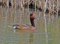 The ferruginous duck male Royalty Free Stock Photo